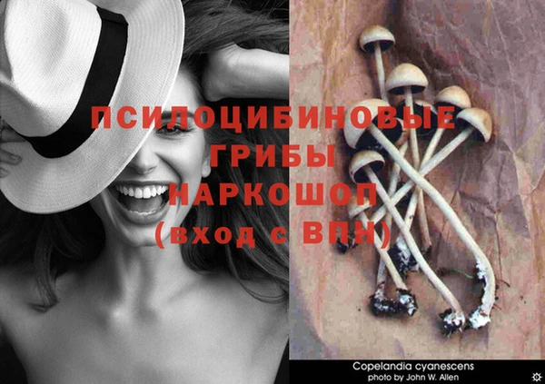 ГАЛЛЮЦИНОГЕННЫЕ ГРИБЫ Карталы